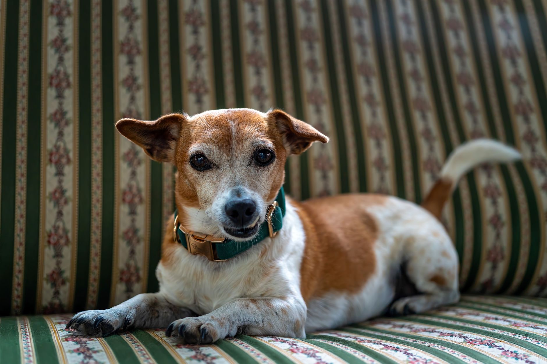 Jak pozbyć się sierści psa z tapicerki i bagażnika bez szarpania Jack Russell Terrier leżący na pasiowej kanapie w salonie