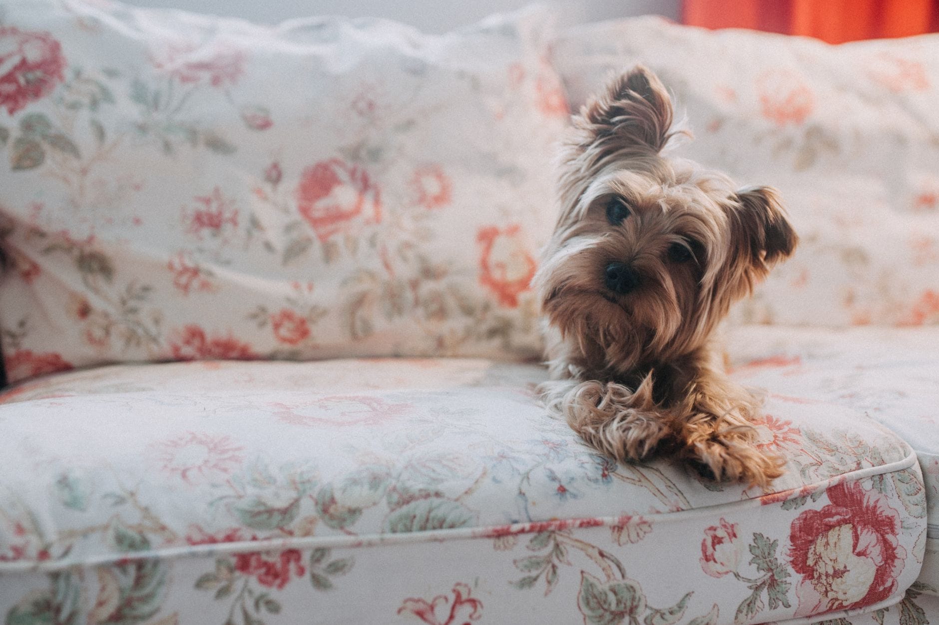 Yorkshire terrier leży rozluźniony na kwiecistej kanapie